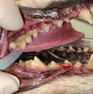 Pet Dental Care