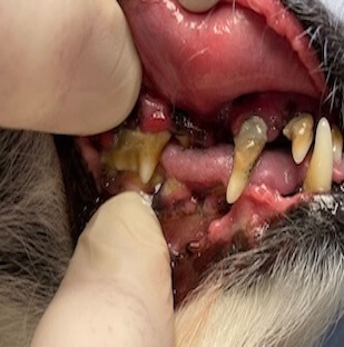 Pet Dental Care