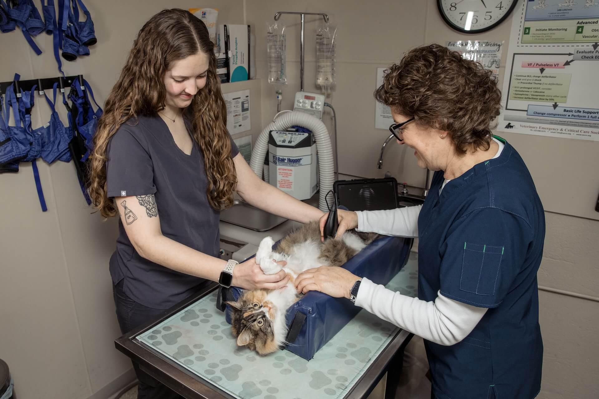 Pet Internal Medicine in Valley Center, KS 